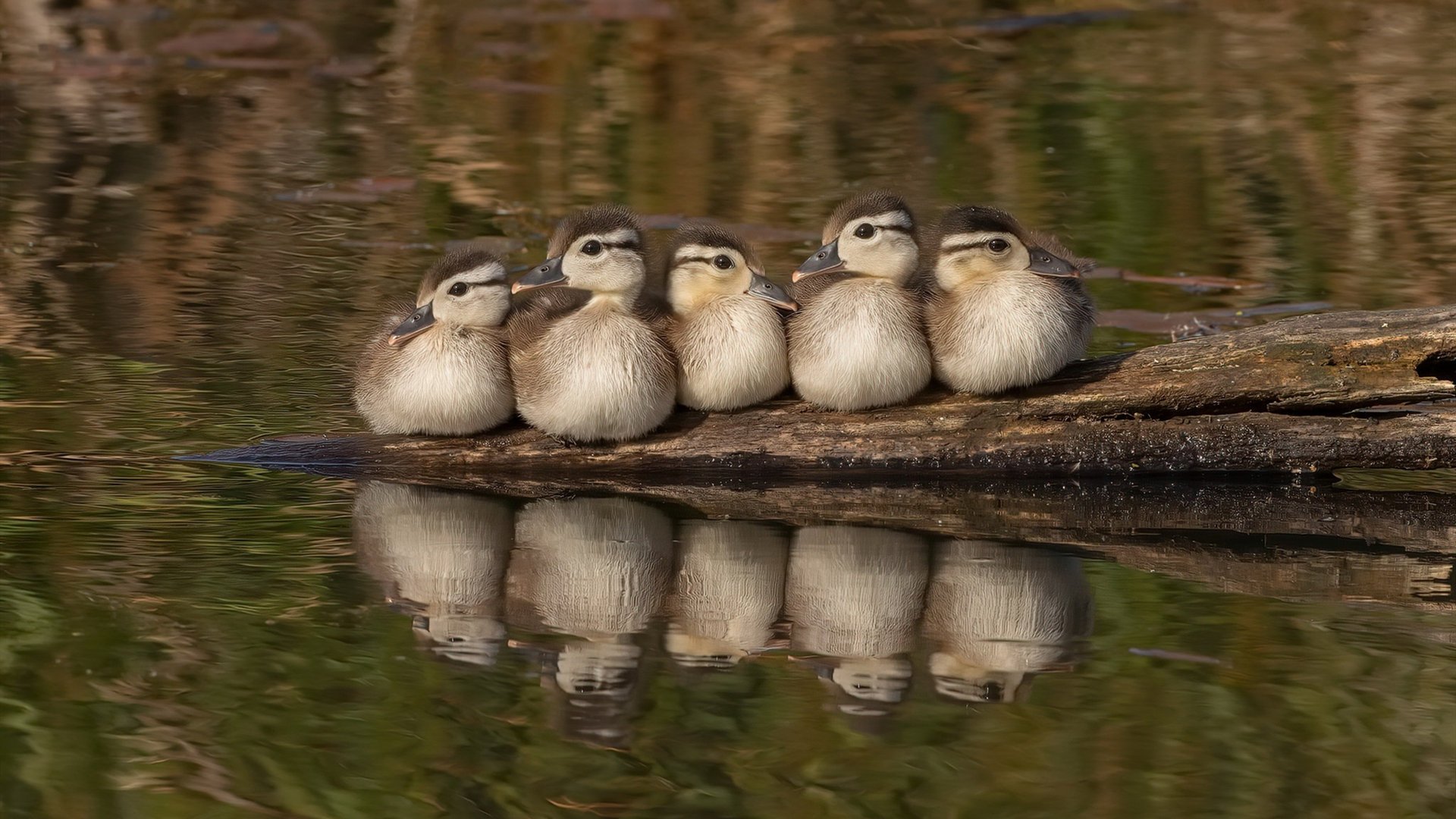 看到莱比锡红牛轻取巴西，伊萨克成为关键先生这个命题，一个精彩的足球故事已经呼之欲出。这或许是一场载入史册的经典对决