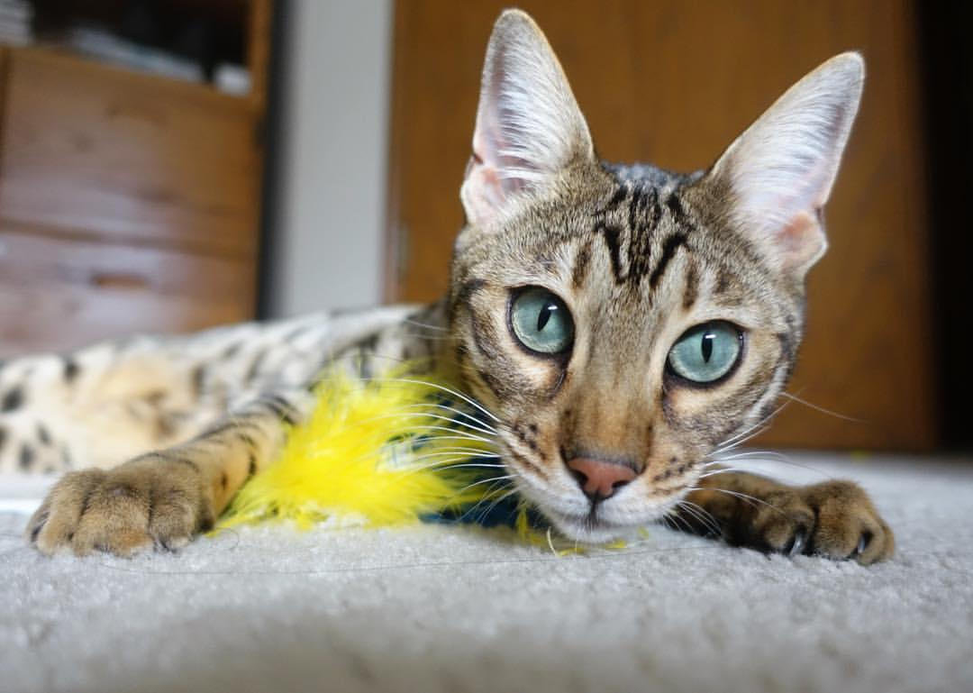 体育的跨界共鸣，NBA总决赛焦点战与委内瑞拉生死战取胜塞维利亚的启示